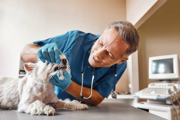 Best Weekend Emergency Dentist in Estelle, LA
